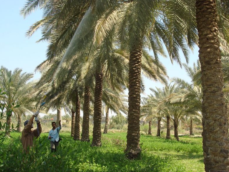 استمرار حملة مجانية لمكافحة عنكبوت الغبار على اشجار النخيل في كربلاء