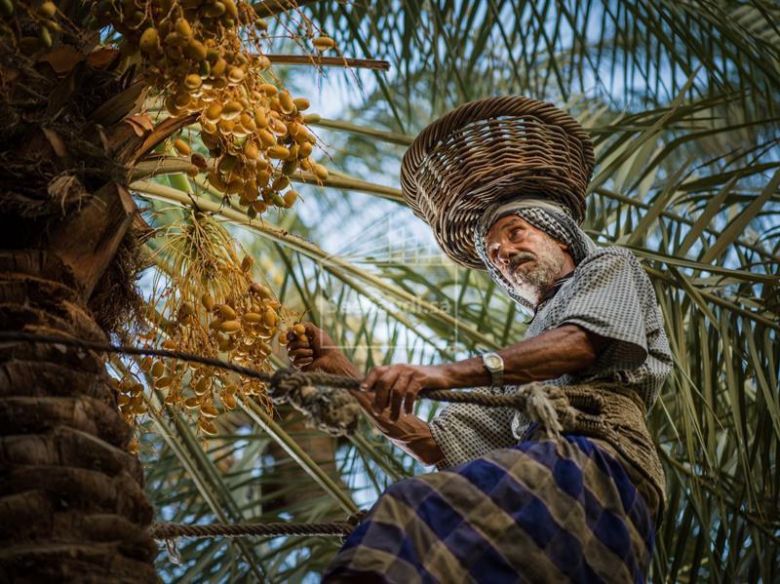 كربلاء تحقّق الإكتفاء الذاتي بإنتاج التمور خلال 2019 يصل إلى (204 ألف طن)
