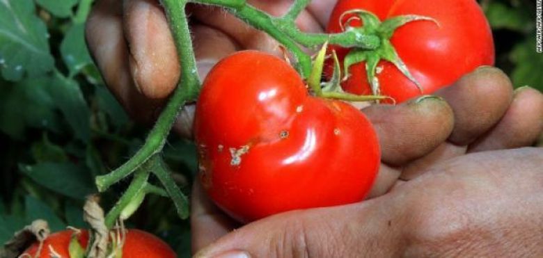 إقامة حملة لمكافحة الآفات الزراعية التي تصيب (حقول الطماطة) في كربلاء