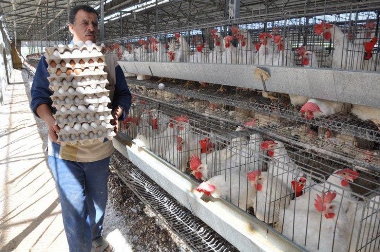 زراعة كربلاء تحقّق الاكتفاء الذاتي من اللحوم البيضاء وبيض المائدة
