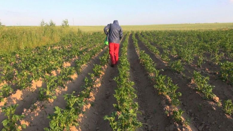 زراعة كربلاء تطلق حملة لمكافحة حشرة حفار أوراق الطماطة شملت أكثر من (500 دونم)