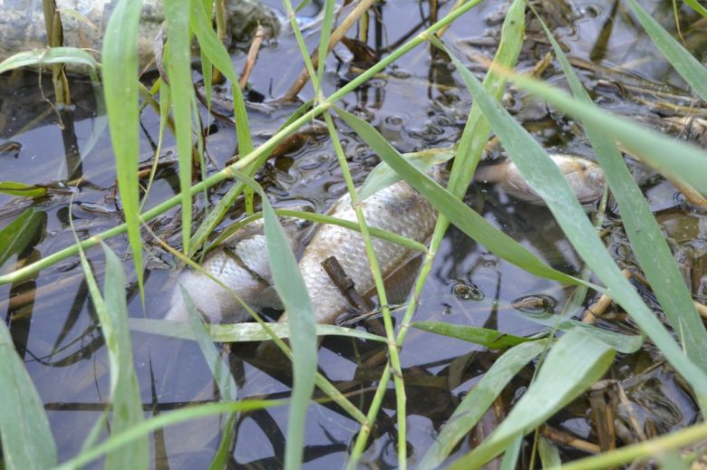 الجمعيات الفلاحية: نفوق أعداد كبيرة من الأسماك في المبزل الرئيسي  المؤدي إلى بحيرة الرزازة