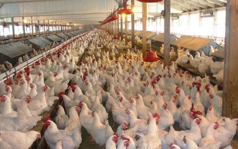زراعة كربلاء تعلن تسويق أكثر من (3 ) مليون و(600 ) ألف دجاجة حية إلى  الأسواق المحلية خلال الربع الثالث  من عام 2020
