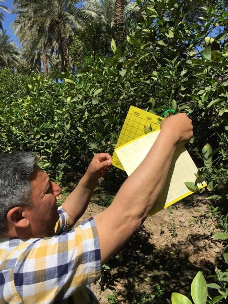 زراعة كربلاء تكافح ذبابتي فاكهة البحر المتوسط والخوخ والياسمين