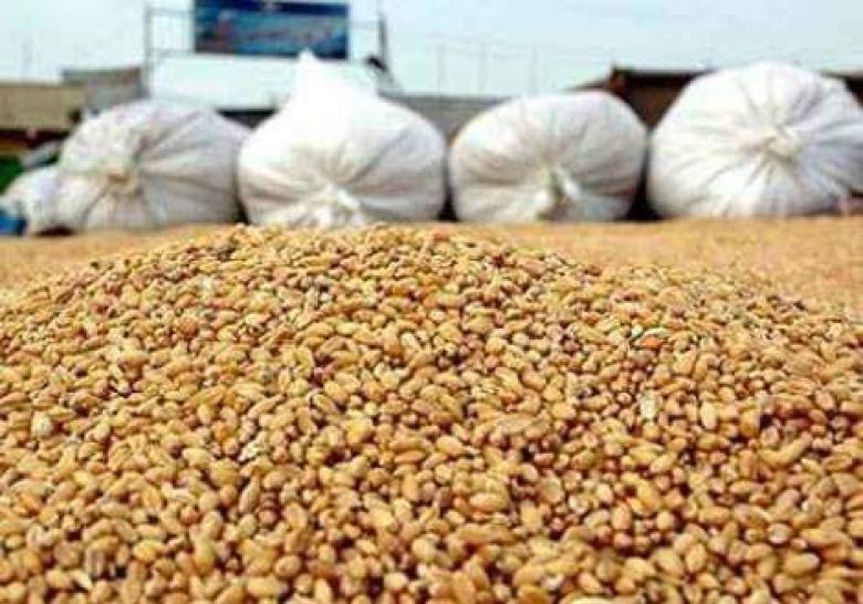 الجمعيات الفلاحية في كربلاء تطالب بتوفير أعلاف الماشية بمركز الاستلام