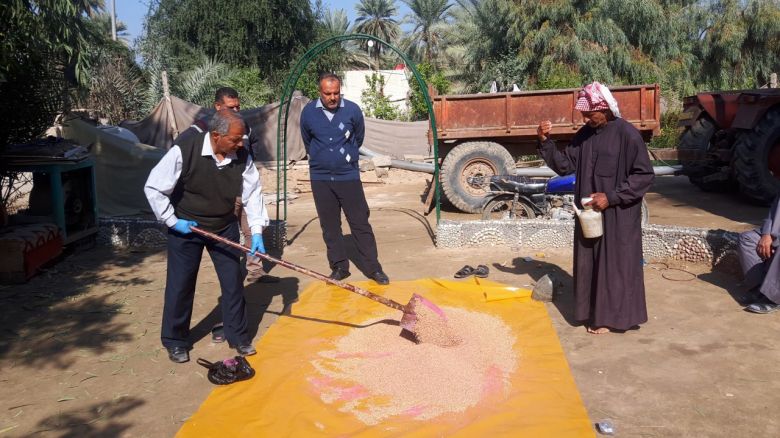 زراعة كربلاء تعفر أكثر من  540 طن من بذور الحنطة مجانا ضد أمراض التفحم