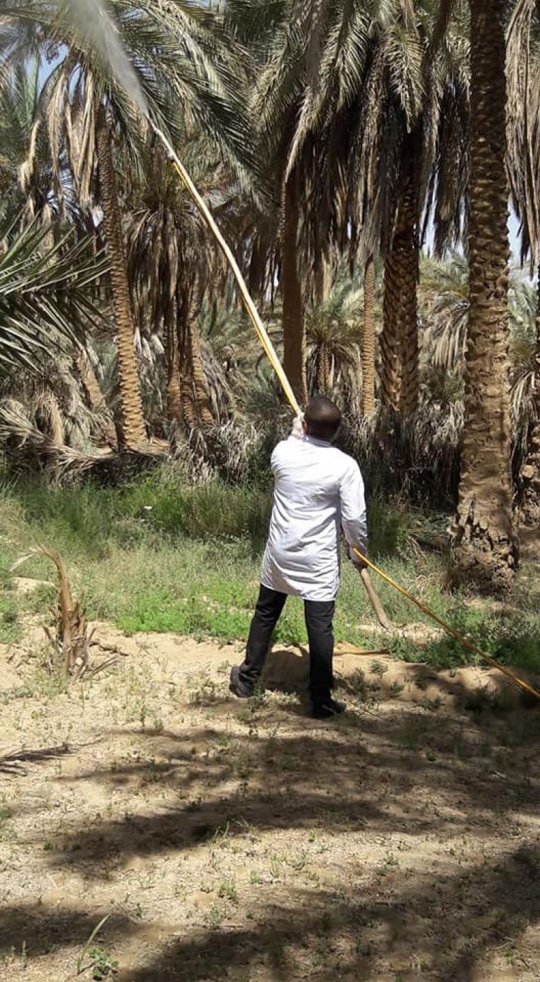 زراعة كربلاء تكافح 6920 النخيل من مرضي لفحة الجريد وخياس الطلع