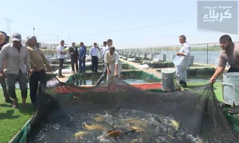 زراعة كربلاء مشاريع تربية الأسماك بالاقفاص تسوق 25 طن الى الأسواق المحلية