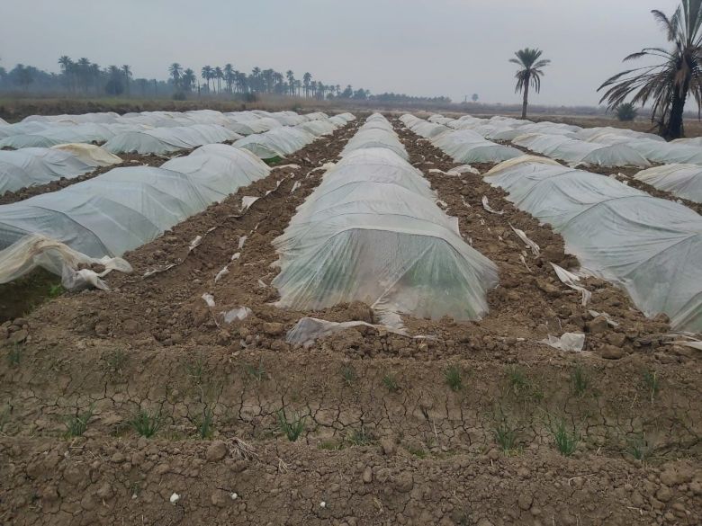 رئيس الجمعيات الفلاحية يدعو الفلاحين والمزارعين في المحافظة إلى استغلال حظر التجوال لزراعة أراضيهم