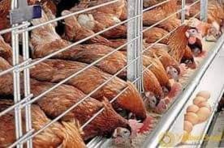 مشاريع بيض المائدة تنتج أكثر من 14 مليون بيضة خلال شهر اذار الماضي في كربلاء