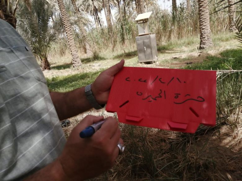 زراعة كربلاء تكافح حشرة الحميرة على النخيل للموسم الزراعي ٢٠٢٢