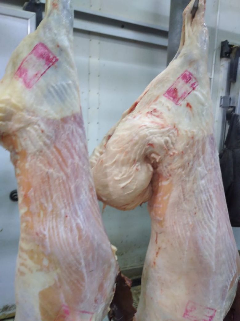 كربلاء تشهد ندوات وحملات تفتيشية للوقاية من الحمى النزفية