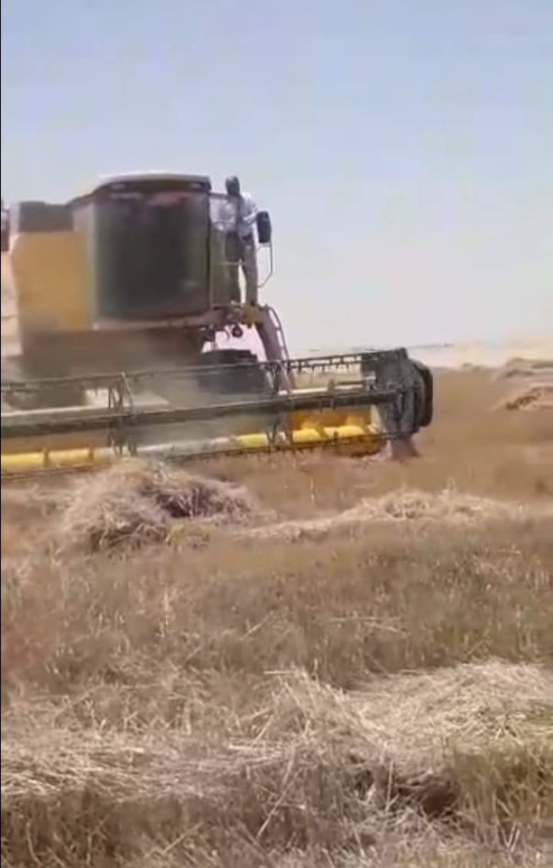 المشهداني يؤكد انسيابية عمليات حصاد الحنطة  ودخولها مرحلة الذروة