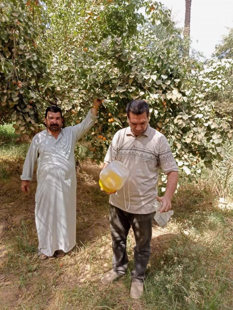 متابعة المصائد الفرمونية للتحري عن حشرات الفاكهة في بساتين الجدول الغربي