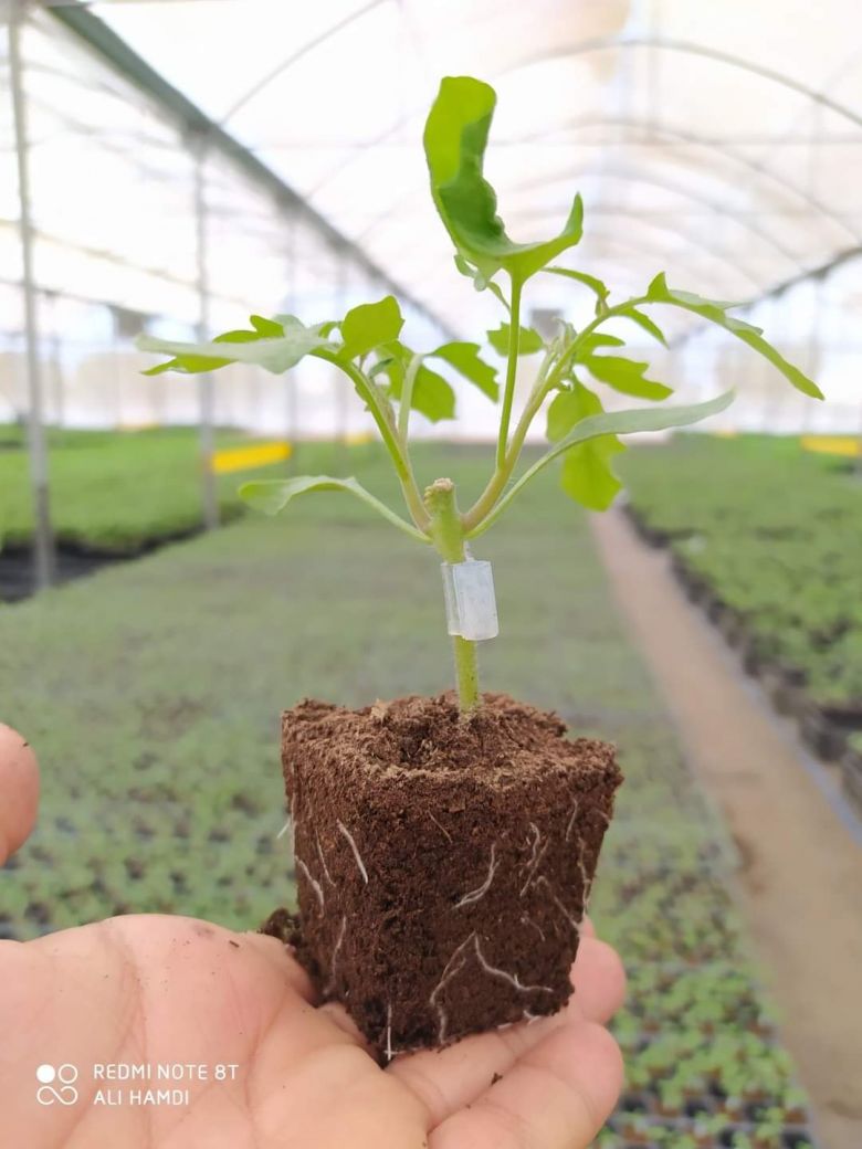 لأول مرة.. كربلاء تستعد لزراعة الكلم والقرنابيط في المنطقة الصحراوية