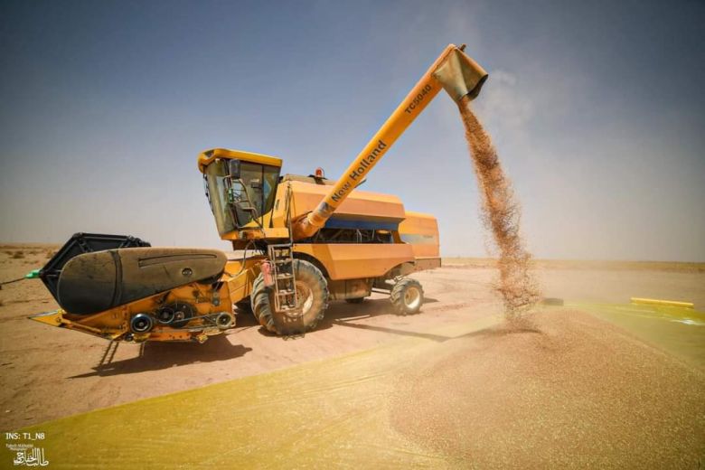 كربلاء تسوق اكثر من 78 الف طن من محصول الحنطة