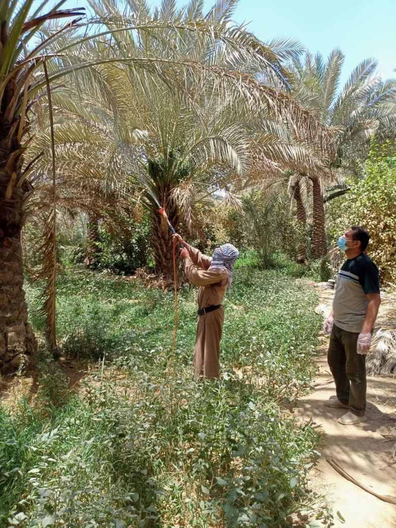 استمرار حملة مكافحة عنكبوت الغبار على أشجار النخيل في كربلاء