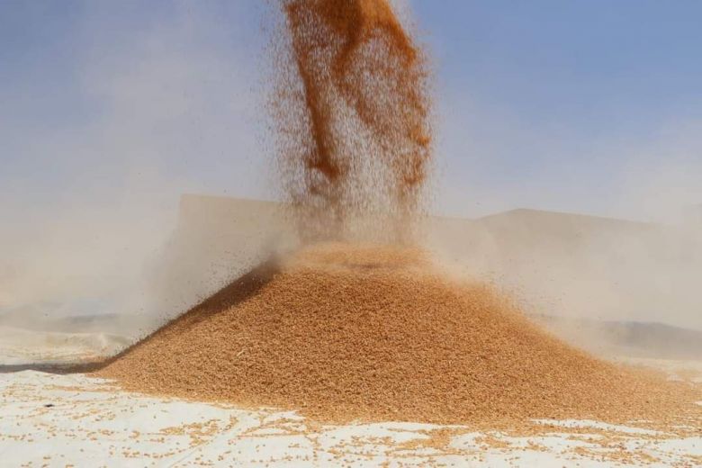 زراعة كربلاء تدعو مزارعي الحنطة لاستلام مستحقاتهم المالية