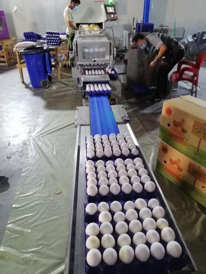 كربلاء: ارتفاع ملحوظ في إنتاج مشاريع الدواجن والمستشفى البيطري تؤكّد خلوّها من الأمراض الوبائية