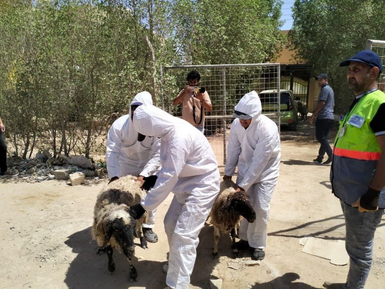 الحكومة المحلية تشدد على منع الرعي العشوائي في المناطق السكنية