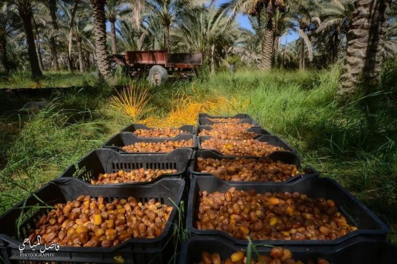 بدء موسم جني التمور في كربلاء المقدسة (صور)