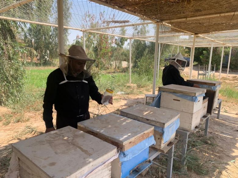 زراعة كربلاء تعلن عن اعداد النحالين في المحافظة