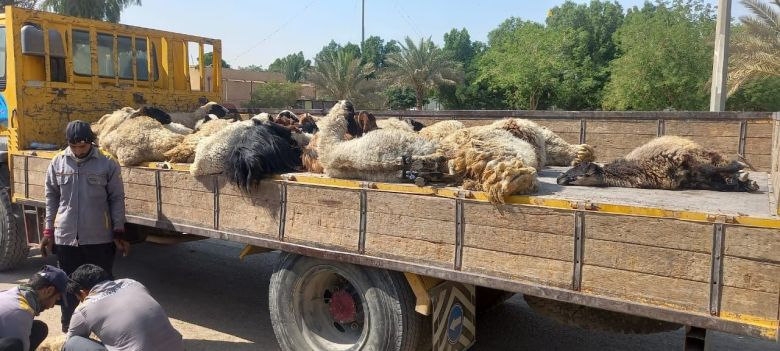 الحكومة المحلية تتخذ جملة من الاجراءات الحازمة لمكافحة الرعي العشوائي في كربلاء