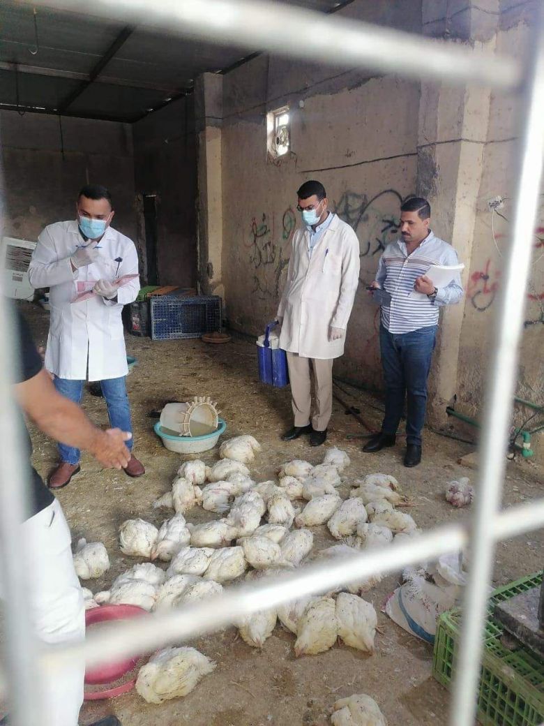 اتلاف 250 دجاجة نافقة مُعَدة للبيع في الأسواق المحلية