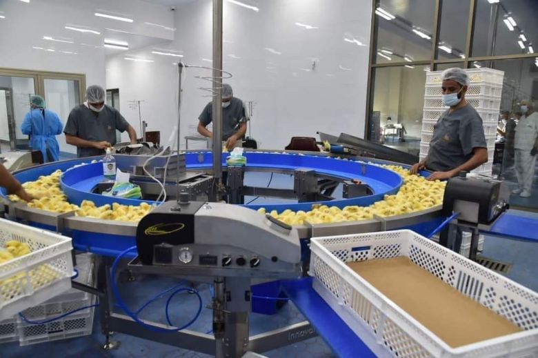 زراعة كربلاء تعلن تفقيس اكثر من مليون و( 134) الف بيضة خلال شهر واحد