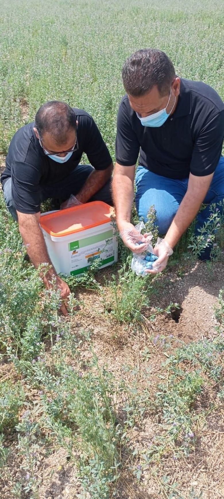 زراعة كربلاء تعلن انتهاء حملتي مكافحة القوارض في ناحية الخيرات