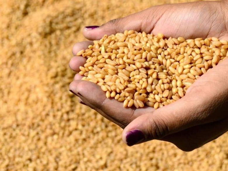 كربلاء تعلن زراعة اكثر من (140,000 دونم) بالمحاصيل الشتوية الخضرية والاستراتيجية