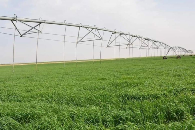 زراعة كربلاء تعلن استزراع أكثر من 97% من الخطة الزراعية لمحصول الحنطة