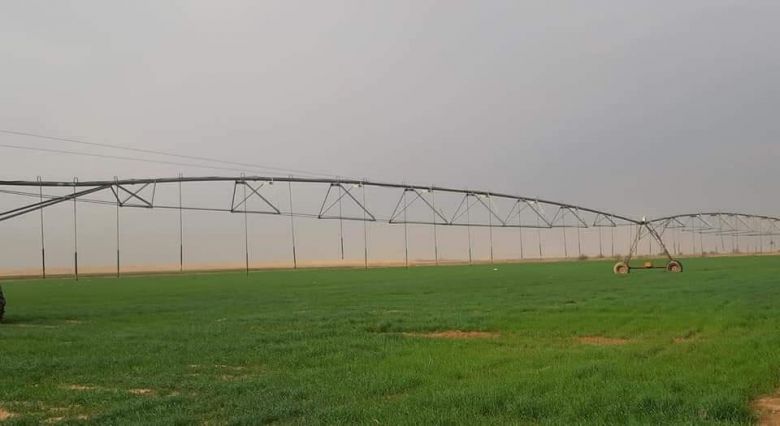 زراعة كربلاء تعلن استزراع كامل الخطة الزراعية لمحصول الحنطة