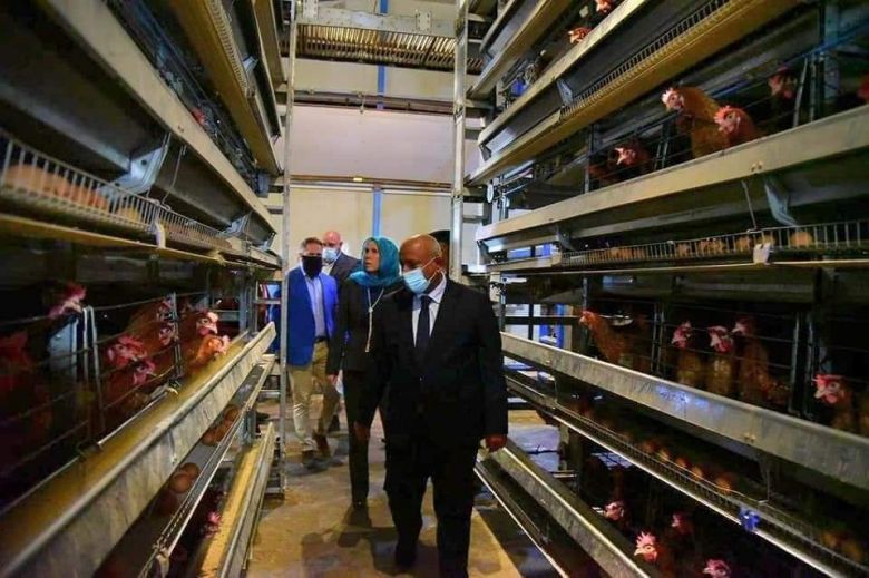 زراعة كربلاء تسوق اكثر من مليون دجاجة الى الاسواق المحلية