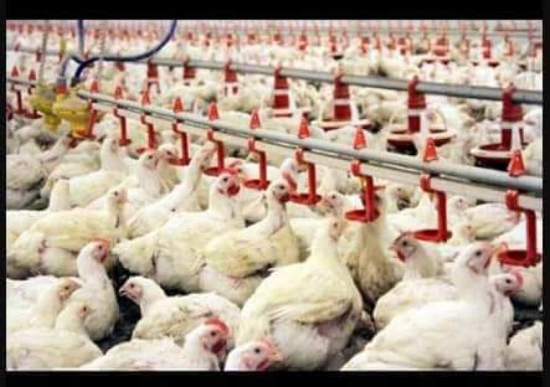 تسويق أكثر 1932 طن من لحوم الدواجن إلى الأسواق المحلية