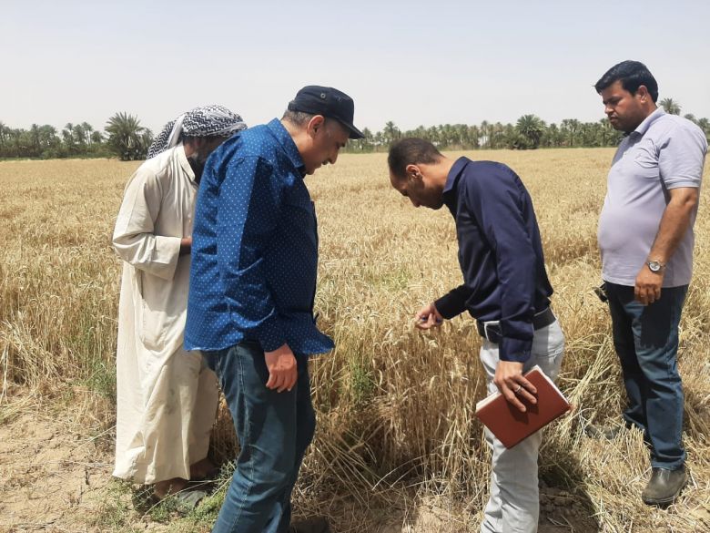 الخيرات تباشر بحملة حصاد محصول الحنطة وغلة زراعية تصل الى 1300كغم