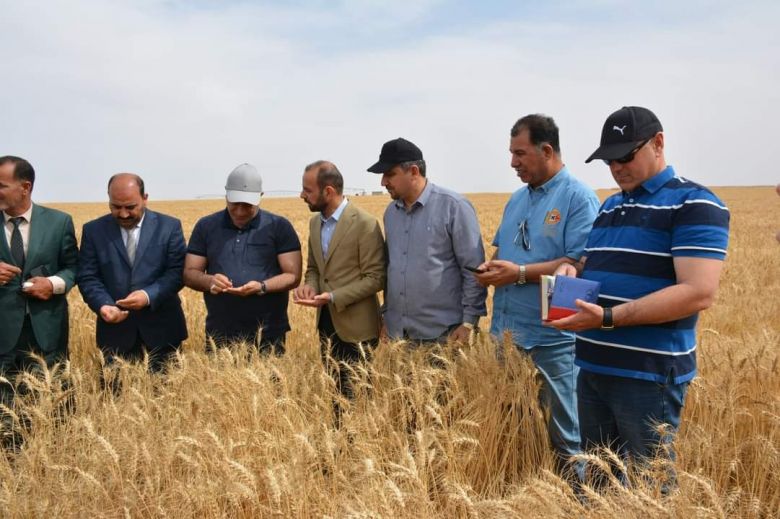 زراعة كربلاء تعلن حصاد اكثر من (150) الف دونم من محصول الحنطة