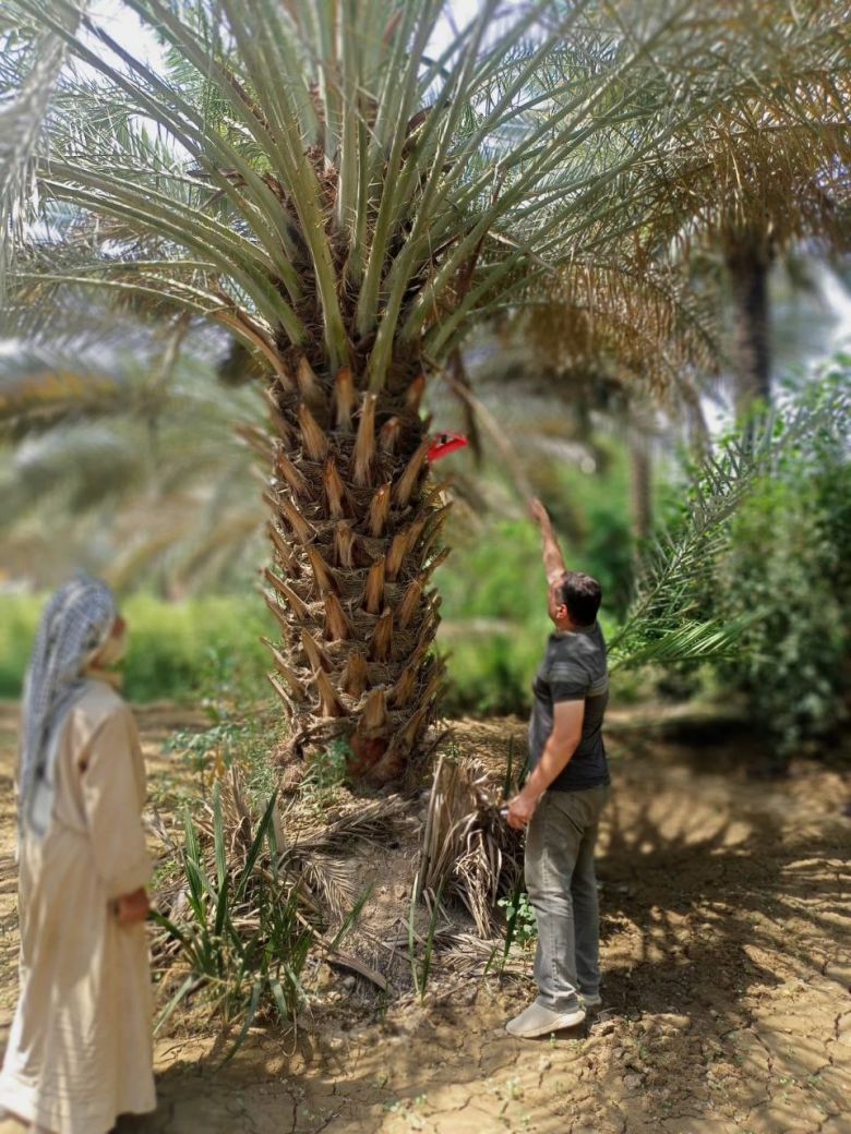 زراعة كربلاء تباشر بحملة لمكافحة حشرة الحميرة على النخيل