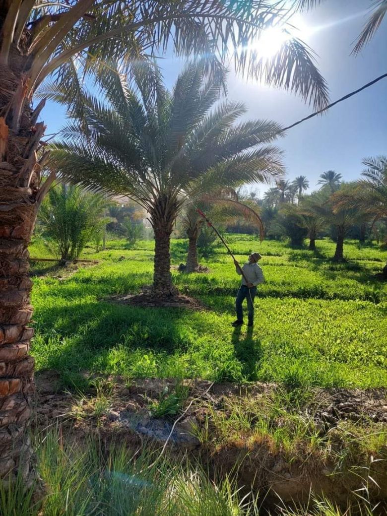 زراعة كربلاء تجري حملة مجانية لمكافحة اشجار النخيل