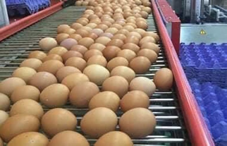 زراعة كربلاء: ارتفاع معدلات انتاج بيض المائدة بنسبة 300% عن العام الماضي