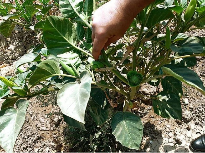 زراعة كربلاء تطلق تحذيراً عاجلاً بشأن نبات سام