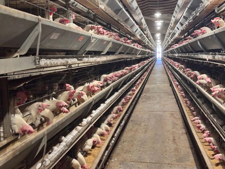 كربلاء ترفع إنتاج بيض المائدة إلى أكثر من 137 مليون بيضة خلال شهر واحد