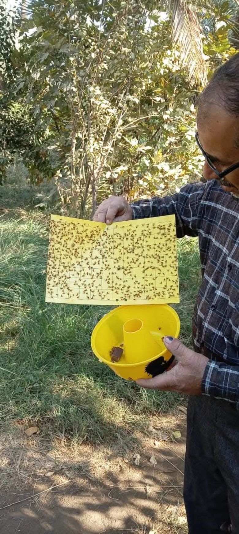 زراعة كربلاء تواصل حملتها المجانية لمكافحة آفات الحمضيات