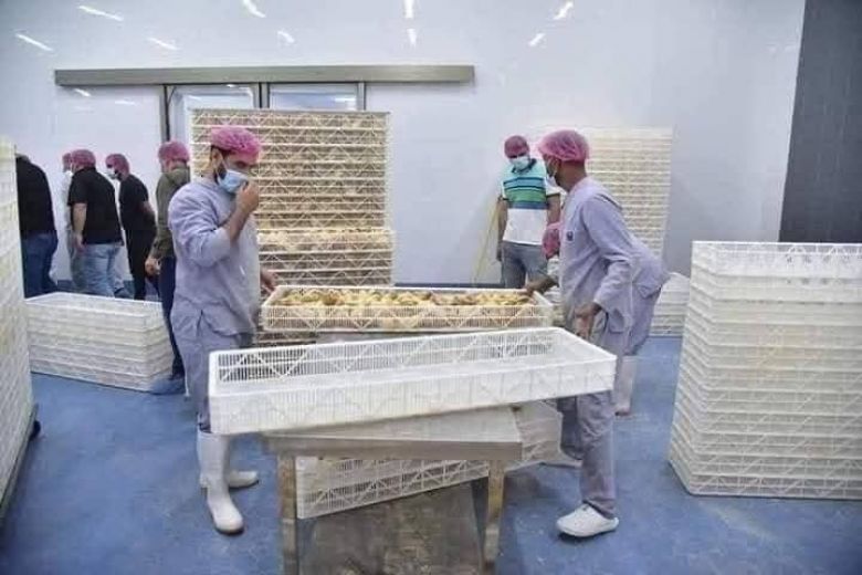 زراعة كربلاء تعلن إنتاج أكثر من 15 مليون فرخة خلال شهر واحد