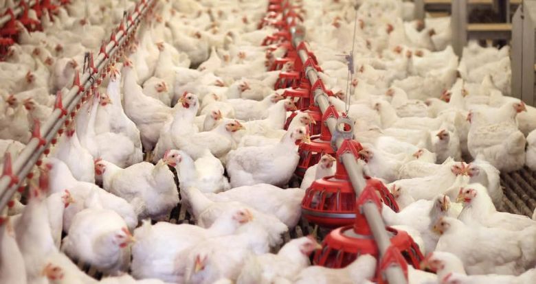 زراعة كربلاء: إنتاج 33 ألف طن من لحوم الدواجن خلال كانون الثاني الماضي